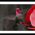 Annas Hummingbird