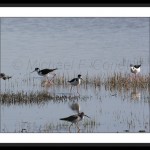 Black necked stilts