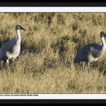 Two Sandhill Cranes