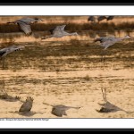 Sandhill Cranes Formation Landing