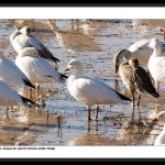 Snow Geese