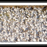 Snow Geese