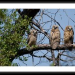 Great Horned Owl Calif.