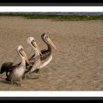 Brown Pelican