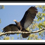 Greater Yellow Headed Vulture, Peru