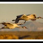 Sandhill Cranes