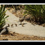 California Quail