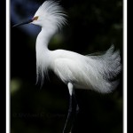 Snowy Egret