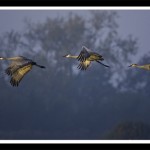 Sandhill Cranes Sunrise Flight