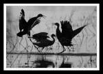 Sandhill Cranes Dancing