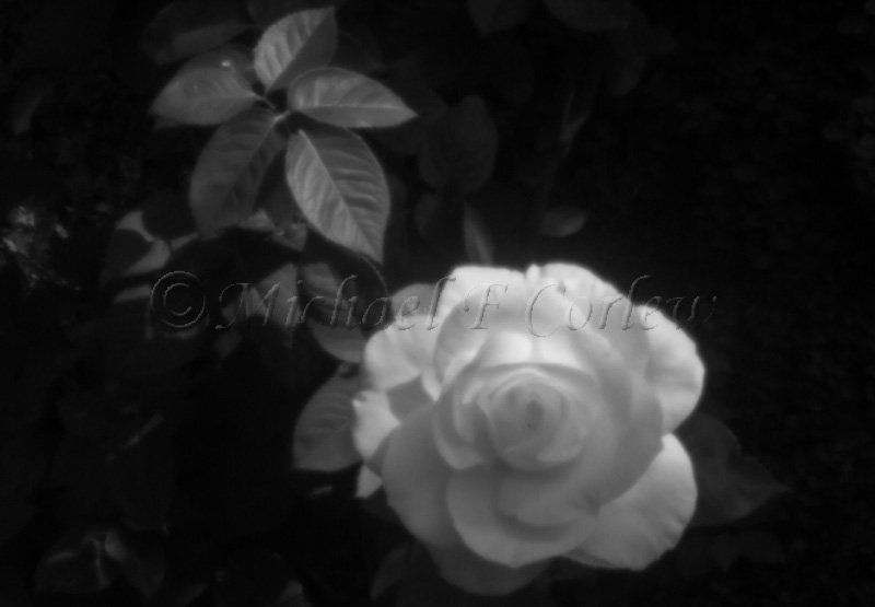 Yellow Rose (Pinhole Lens) 3109