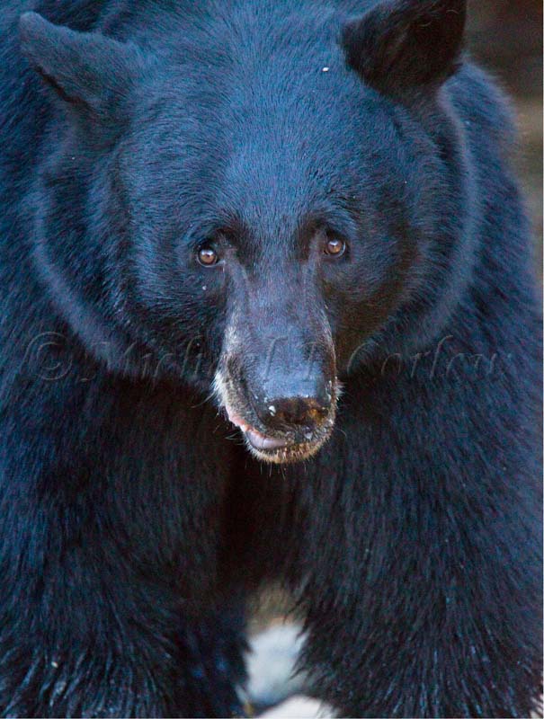 Black Bear I 176