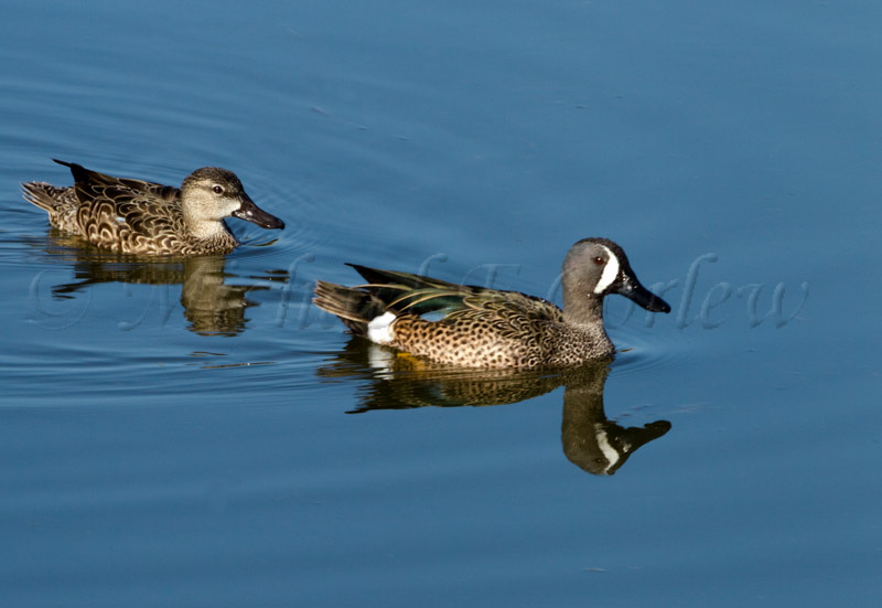 Blue Winged Teal 55