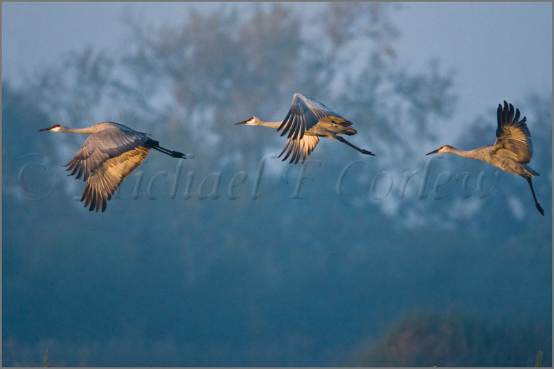 Sunrise Flight (Sandhill Cranes) 29