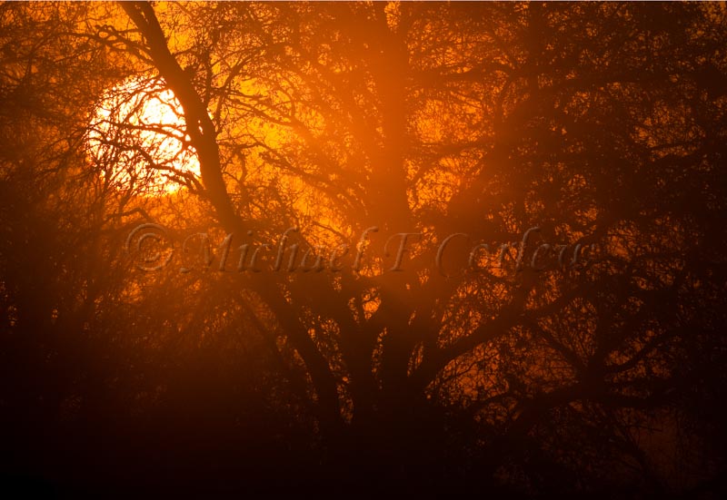 Sunrise in Fog (Cosumnes River Preserve) 82