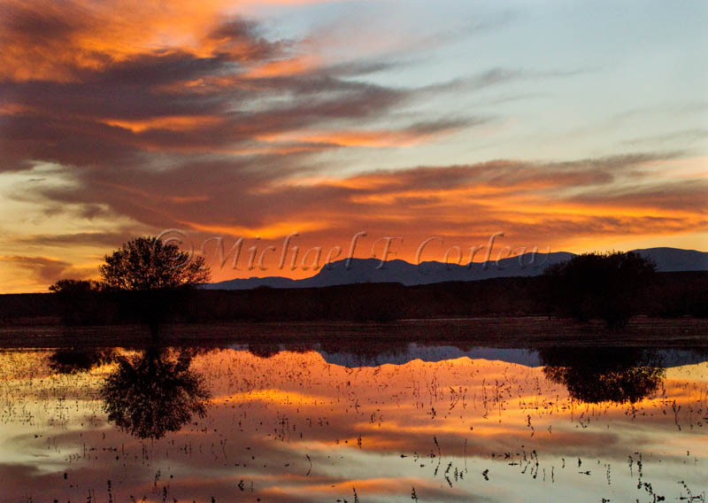 After Sunset at Bosque del Apache NWA 164