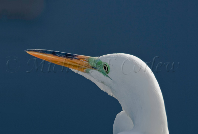 Great Egret (Breeding Plumage) 34