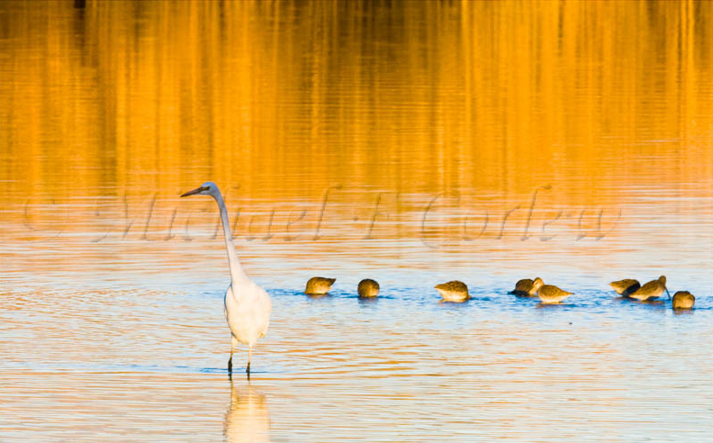Great Egret and Friends 2