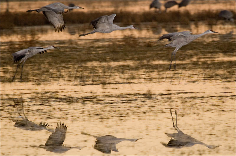 Formation Landing (Sandhill Cranes) 36