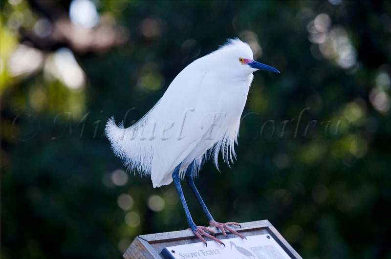 Snowy Egret 51