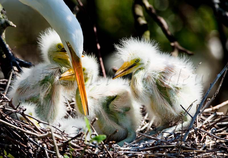 Great Egret w chicks 58