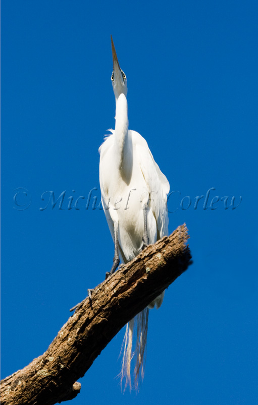 Great Egret (Breeding Plumage) 3