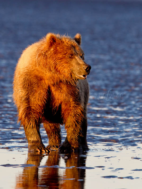 Sunrise Bear (Coastal Brown Bear) 50