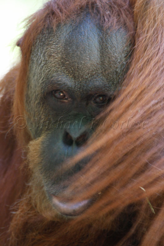 Orangutan 3192