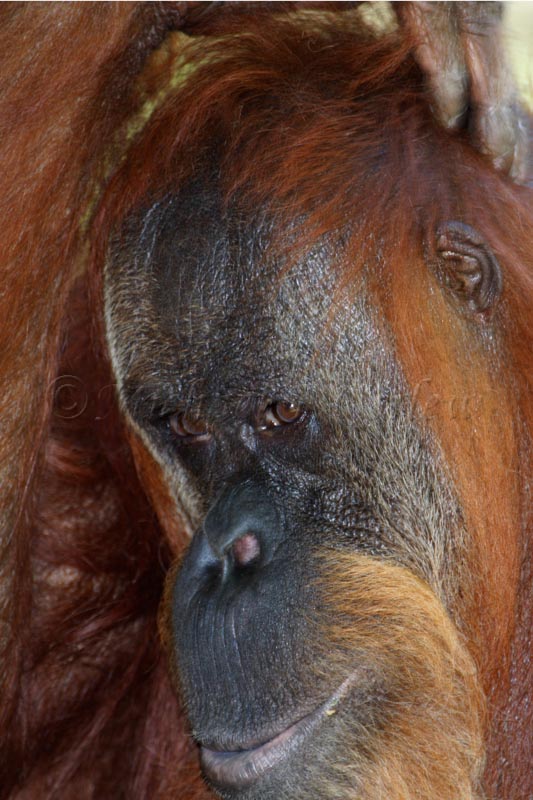 Orangutan 1520