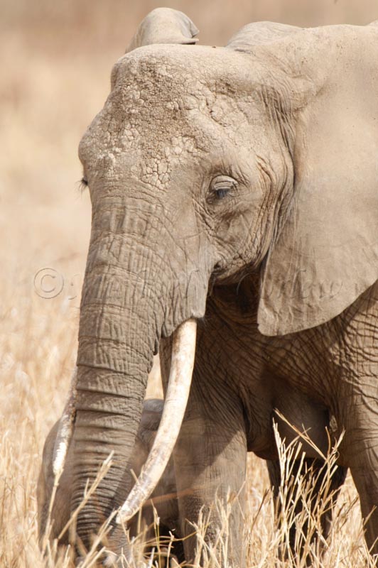 African Elephant 101
