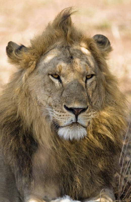 Lion-Tanzania 14